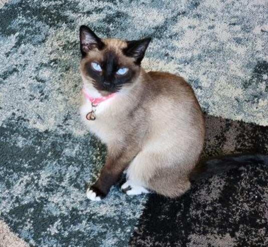 Enlarge Cinnamon, a Adoptable Siamese in Royal Oak, MI image 1/5
