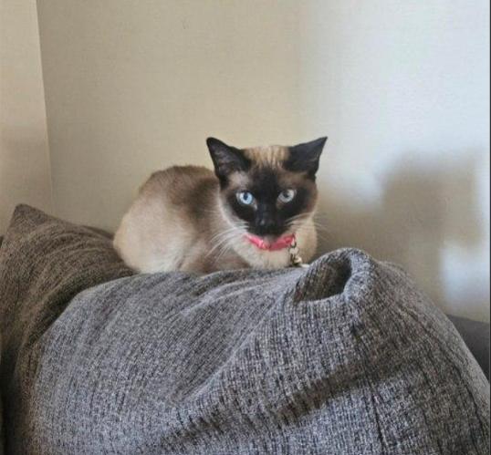 Enlarge Cinnamon, a Adoptable Siamese in Royal Oak, MI image 5/5