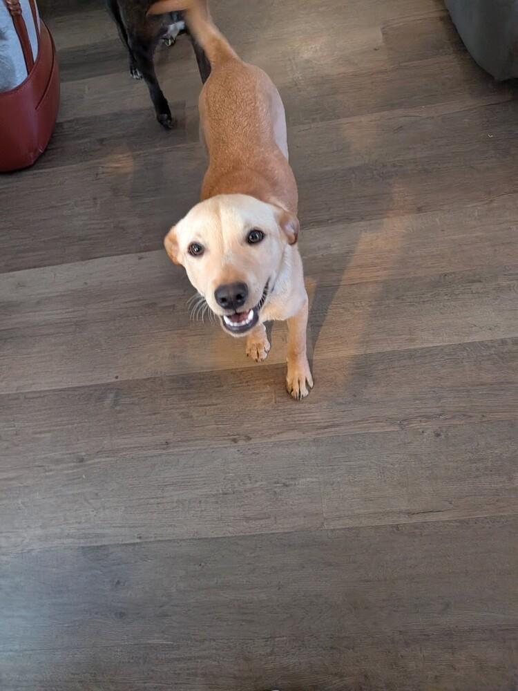 Enlarge Huff, a Adoptable Labrador Retriever in Statesville, NC image 1/4