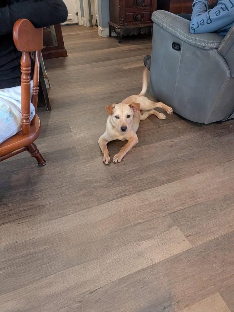 Enlarge Huff, a Adoptable Labrador Retriever in Statesville, NC image 2/4