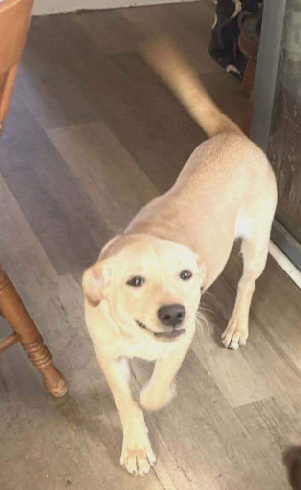 Enlarge Huff, a Adoptable Labrador Retriever in Statesville, NC image 4/4