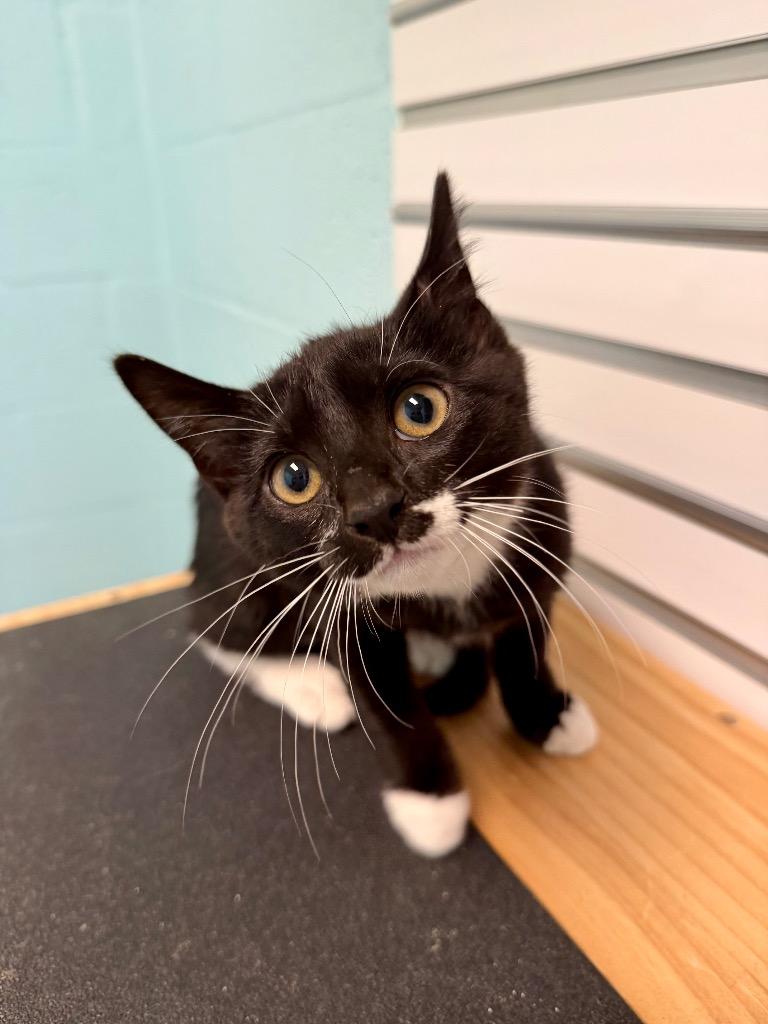 Doppler, Adoptable, Kitten Female Domestic Short Hair.