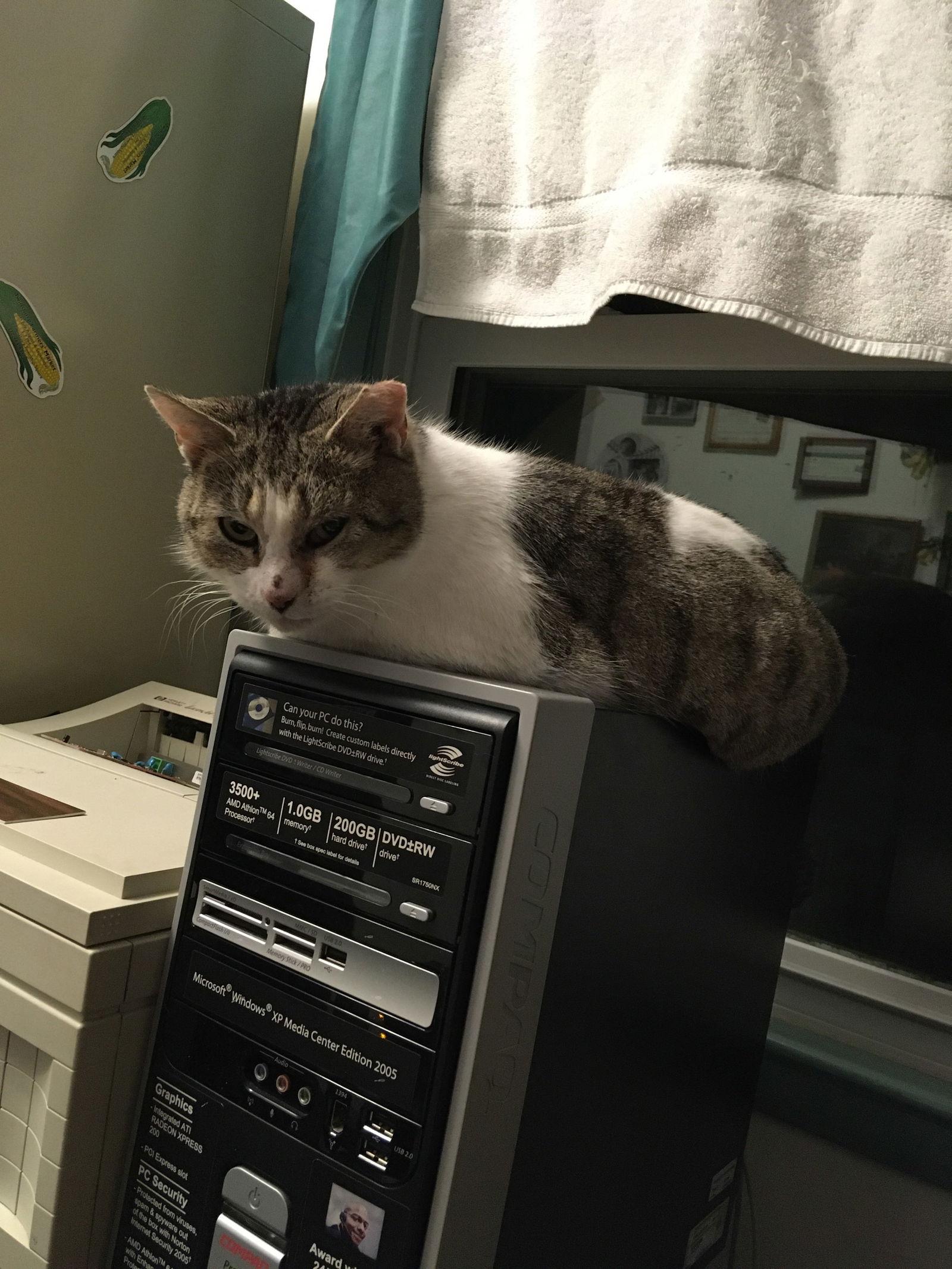 Enlarge Pearl Bonded w/Katie, a Adoptable Manx in Macedonia, OH image 3/3