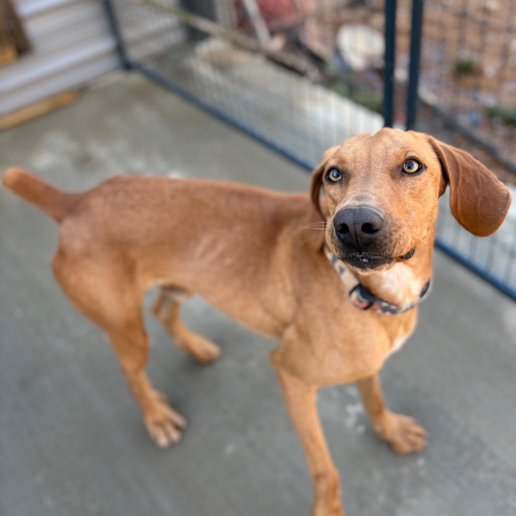 Bobby Flay, Adoptable, Young Male Redbone Coonhound.