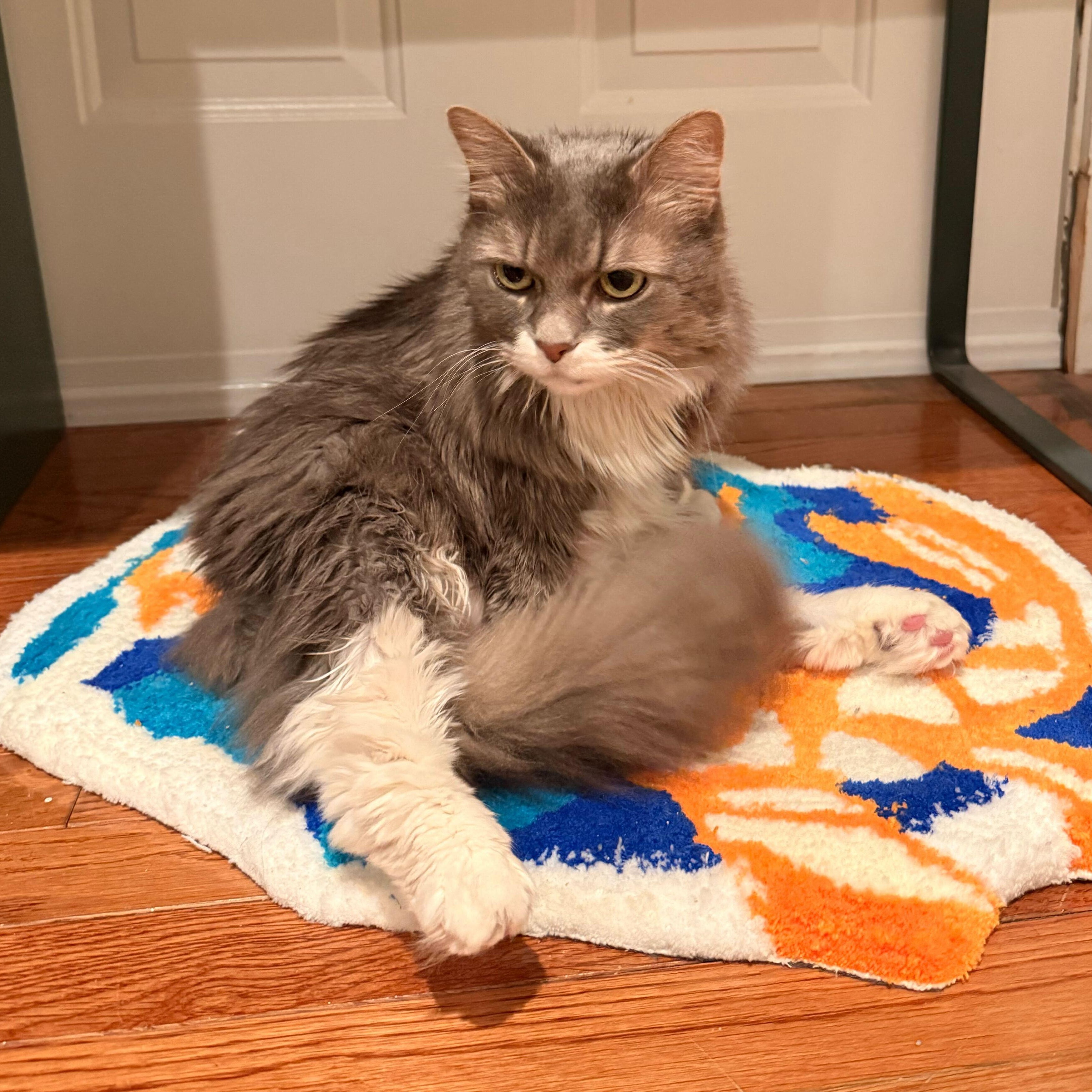 Enlarge Mimi, a ADOPTABLE Domestic Long Hair in Waltham, MA image 1/5
