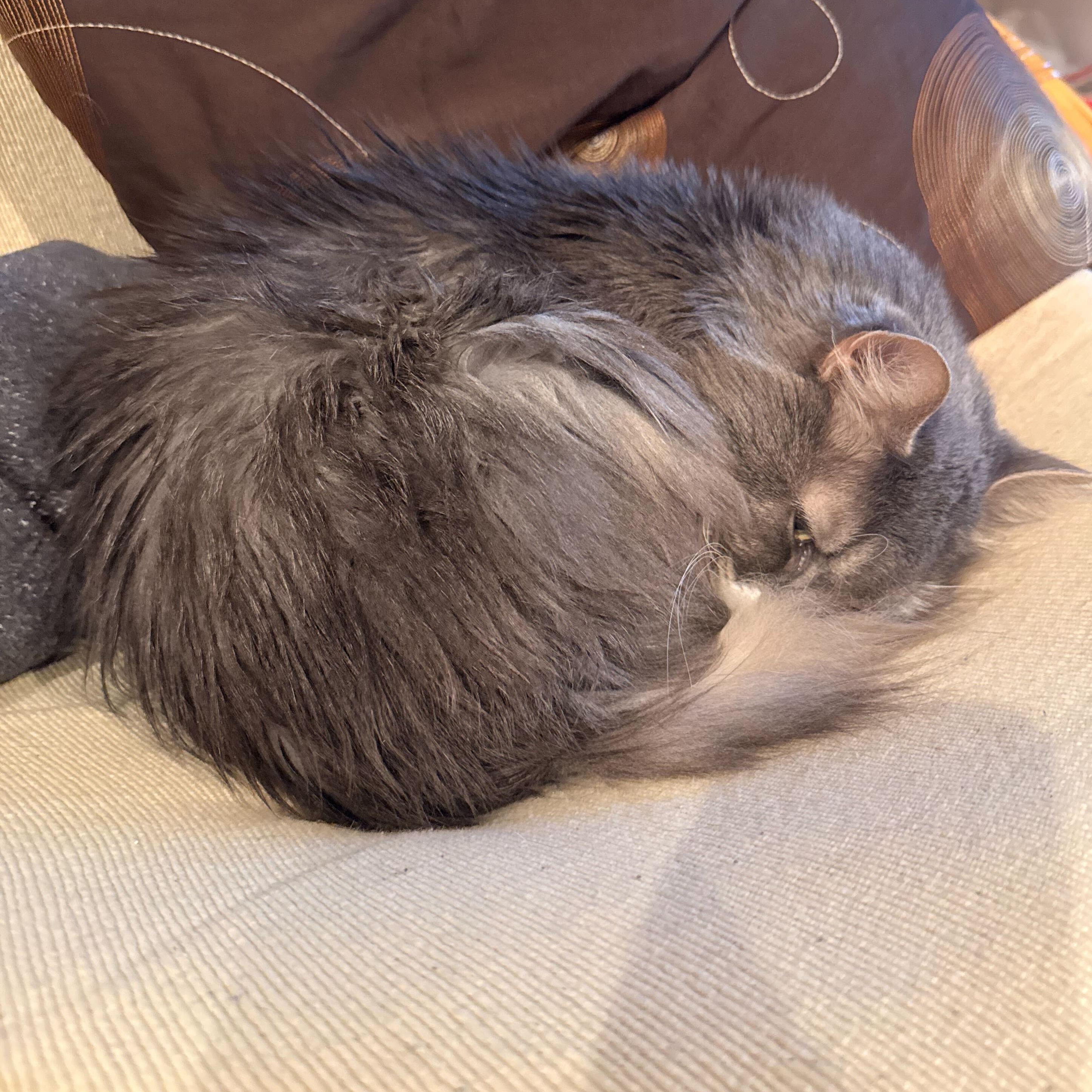 Mimi — thumbnail 2