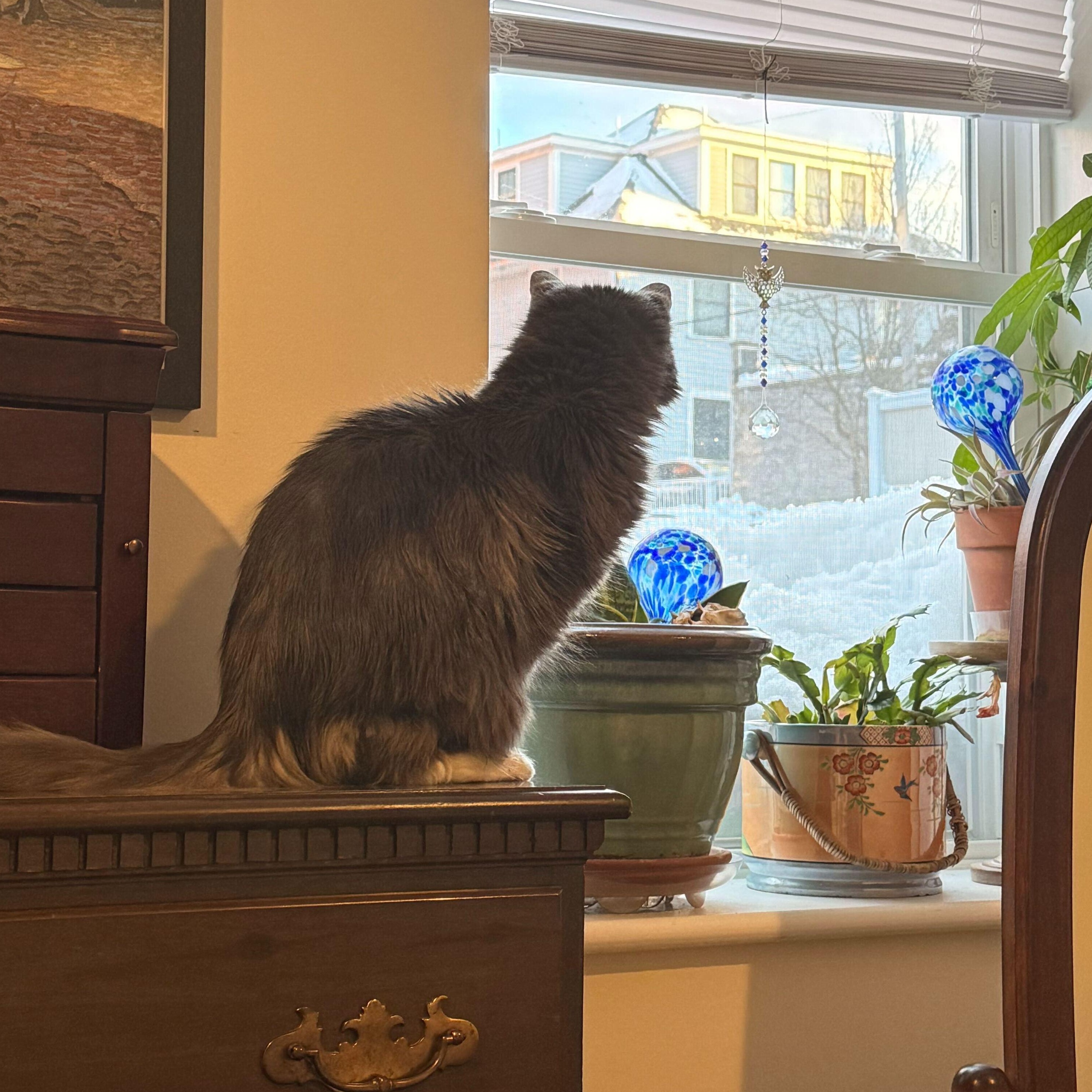 Enlarge Mimi, a ADOPTABLE Domestic Long Hair in Waltham, MA image 3/5