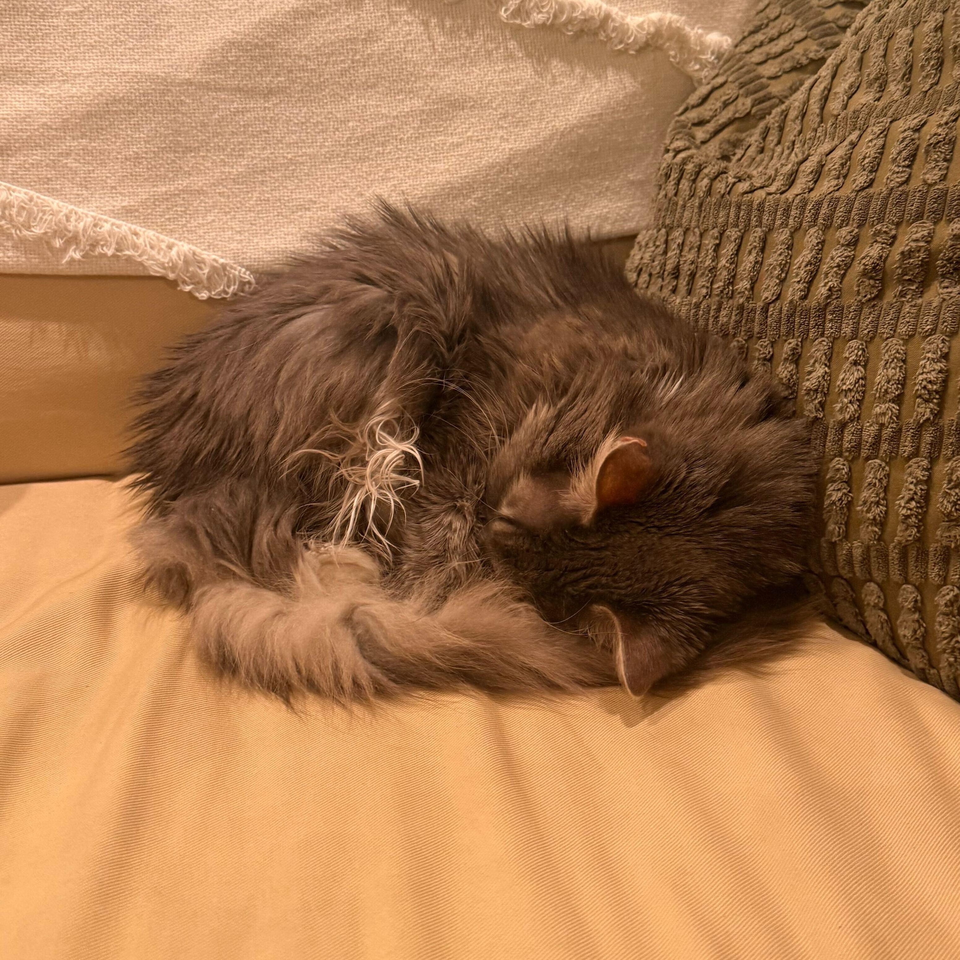 Enlarge Mimi, a ADOPTABLE Domestic Long Hair in Waltham, MA image 4/5