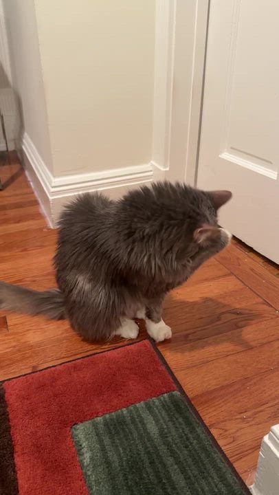 Enlarge Mimi, a ADOPTABLE Domestic Long Hair in Waltham, MA video 5/5