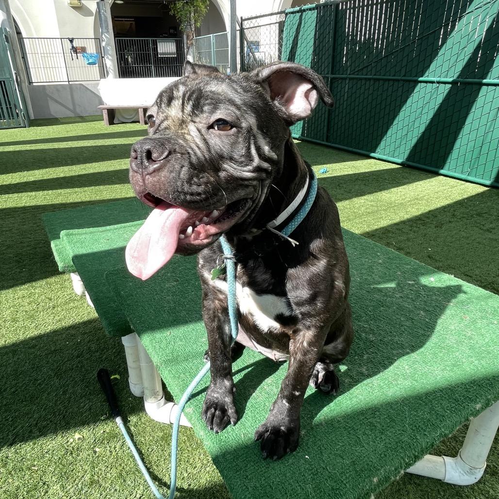 Enlarge Sweet Pea, a Adoptable Mastiff in Pasadena, CA image 1/6