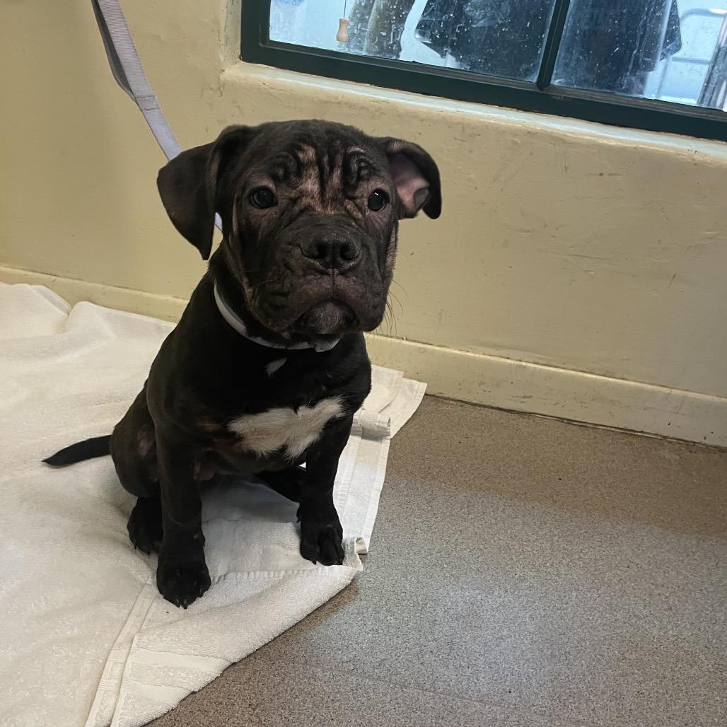 Enlarge Sweet Pea, a Adoptable Mastiff in Pasadena, CA image 2/6