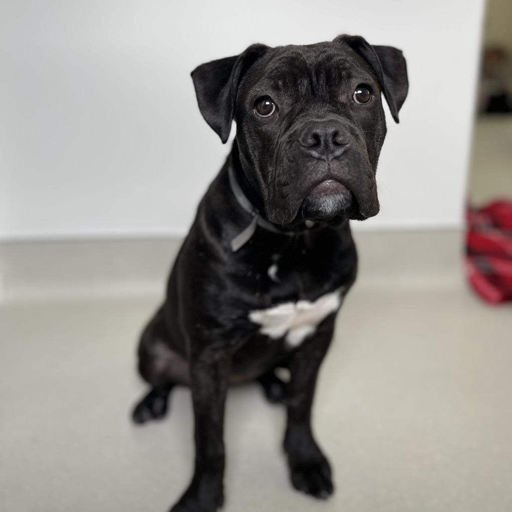 Enlarge Sweet Pea, a Adoptable Mastiff in Pasadena, CA image 3/6