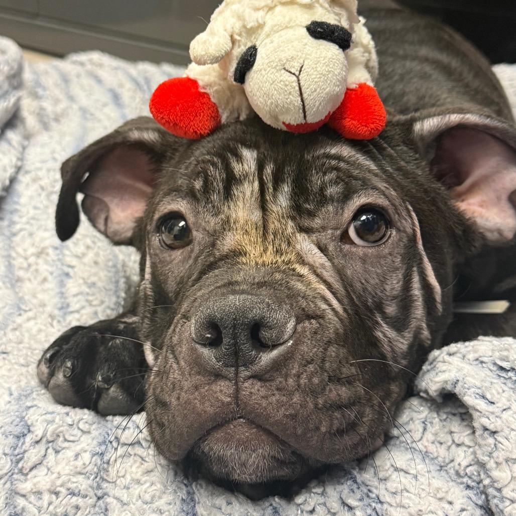 Enlarge Sweet Pea, a Adoptable Mastiff in Pasadena, CA image 4/6