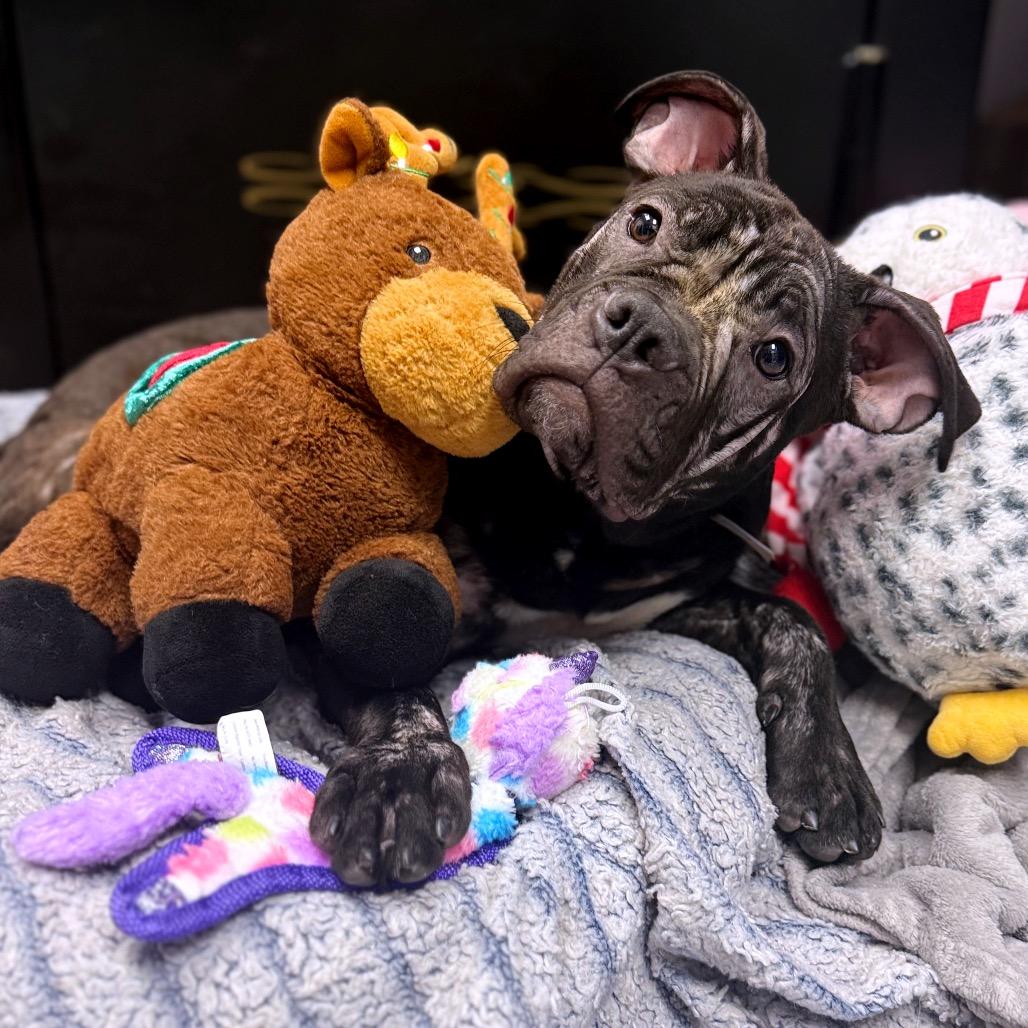 Enlarge Sweet Pea, a Adoptable Mastiff in Pasadena, CA image 5/6