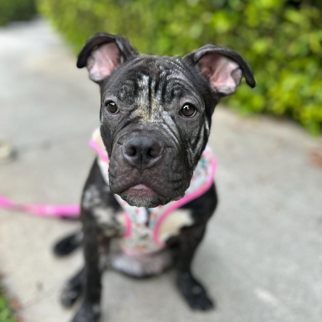 Enlarge Sweet Pea, a Adoptable Mastiff in Pasadena, CA image 6/6