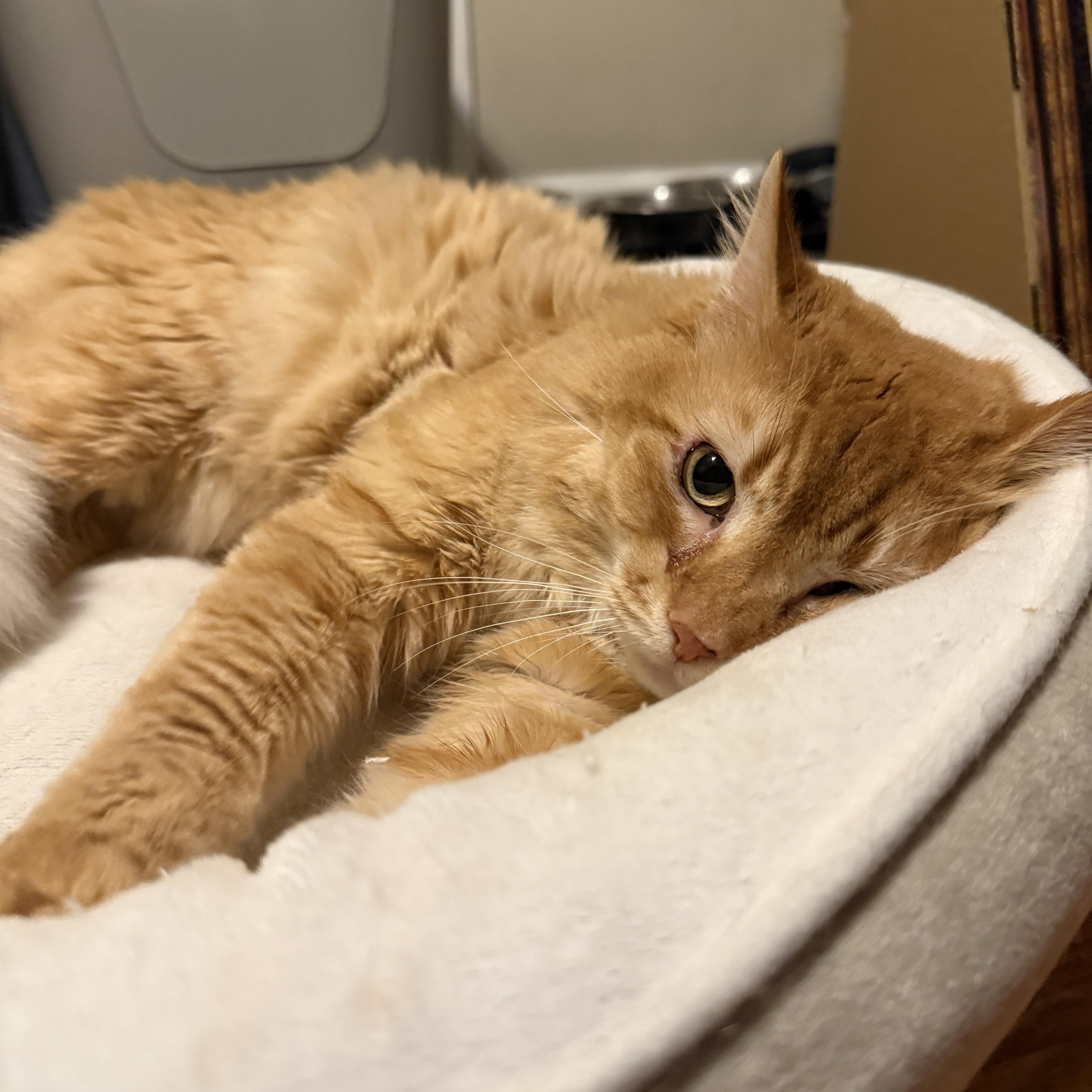 Sully , a ADOPTABLE mixed breed in Fort Oglethorpe, GA image 2/4