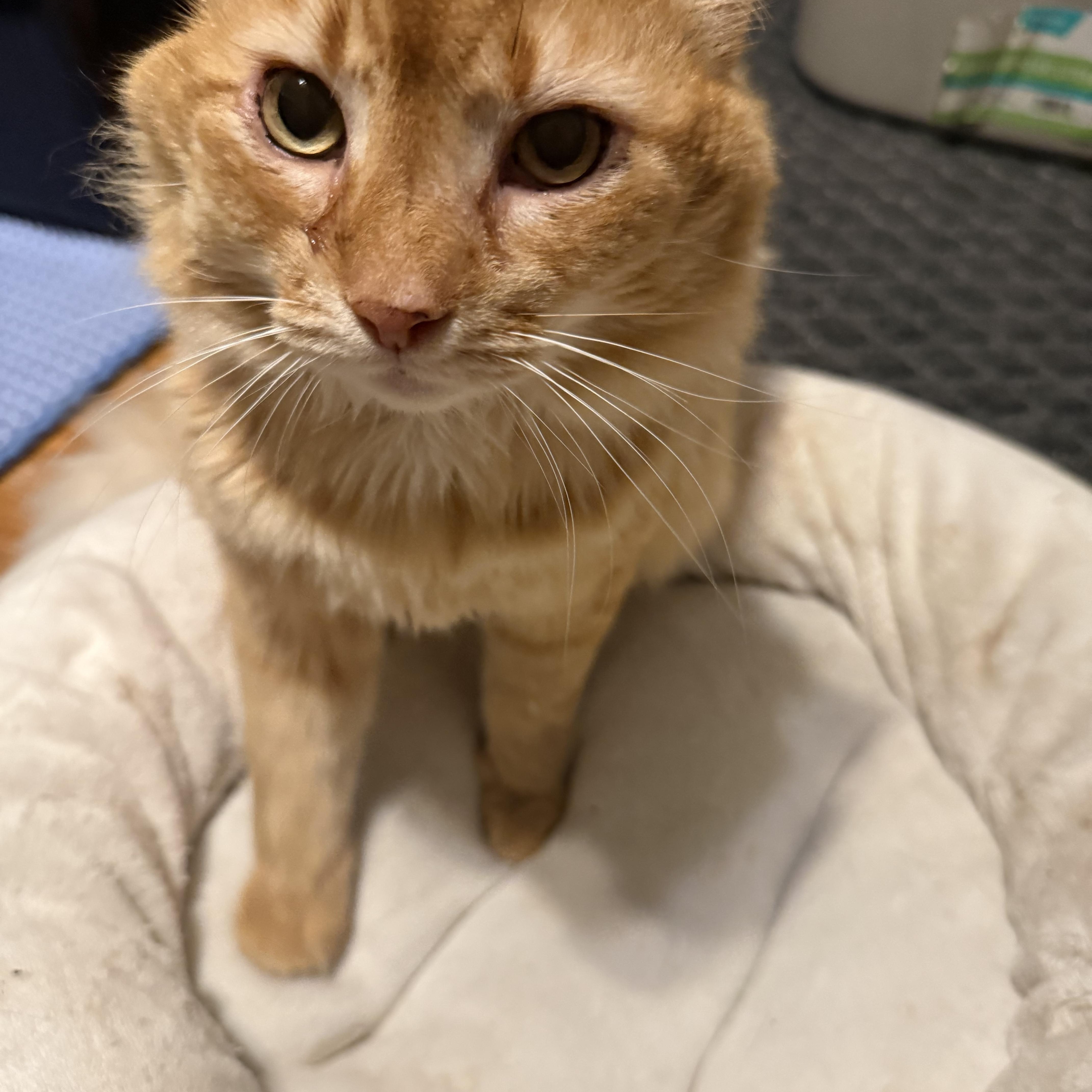 Sully , a ADOPTABLE mixed breed in Fort Oglethorpe, GA image 3/4