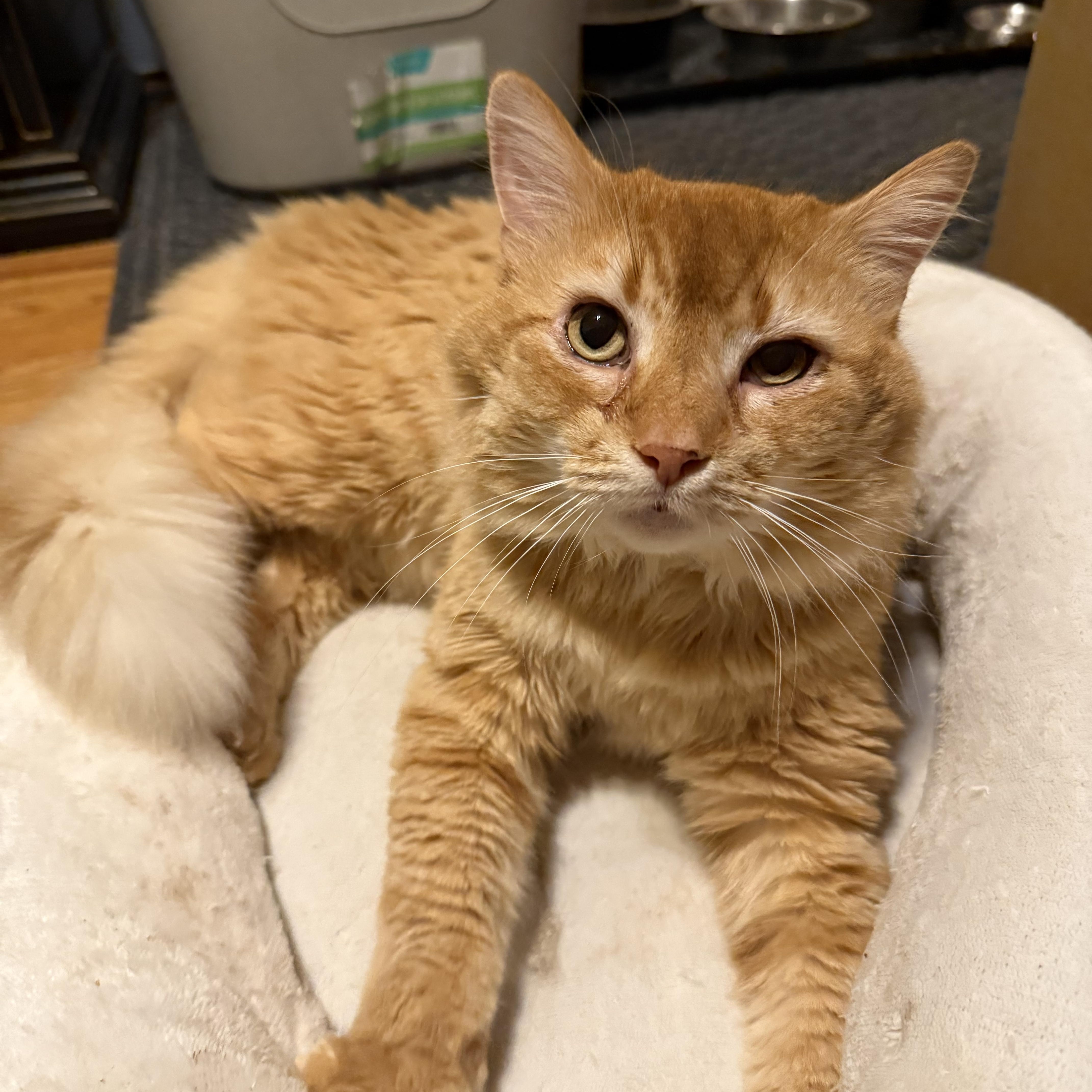 Sully , a ADOPTABLE mixed breed in Fort Oglethorpe, GA image 1/4