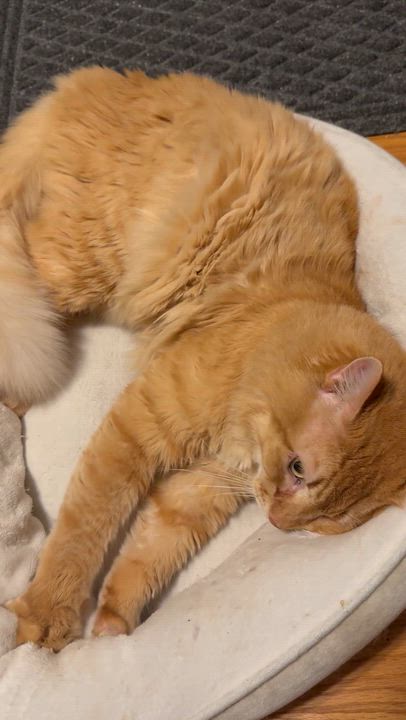 Enlarge Sully , a ADOPTABLE mixed breed in Fort Oglethorpe, GA video 4/4