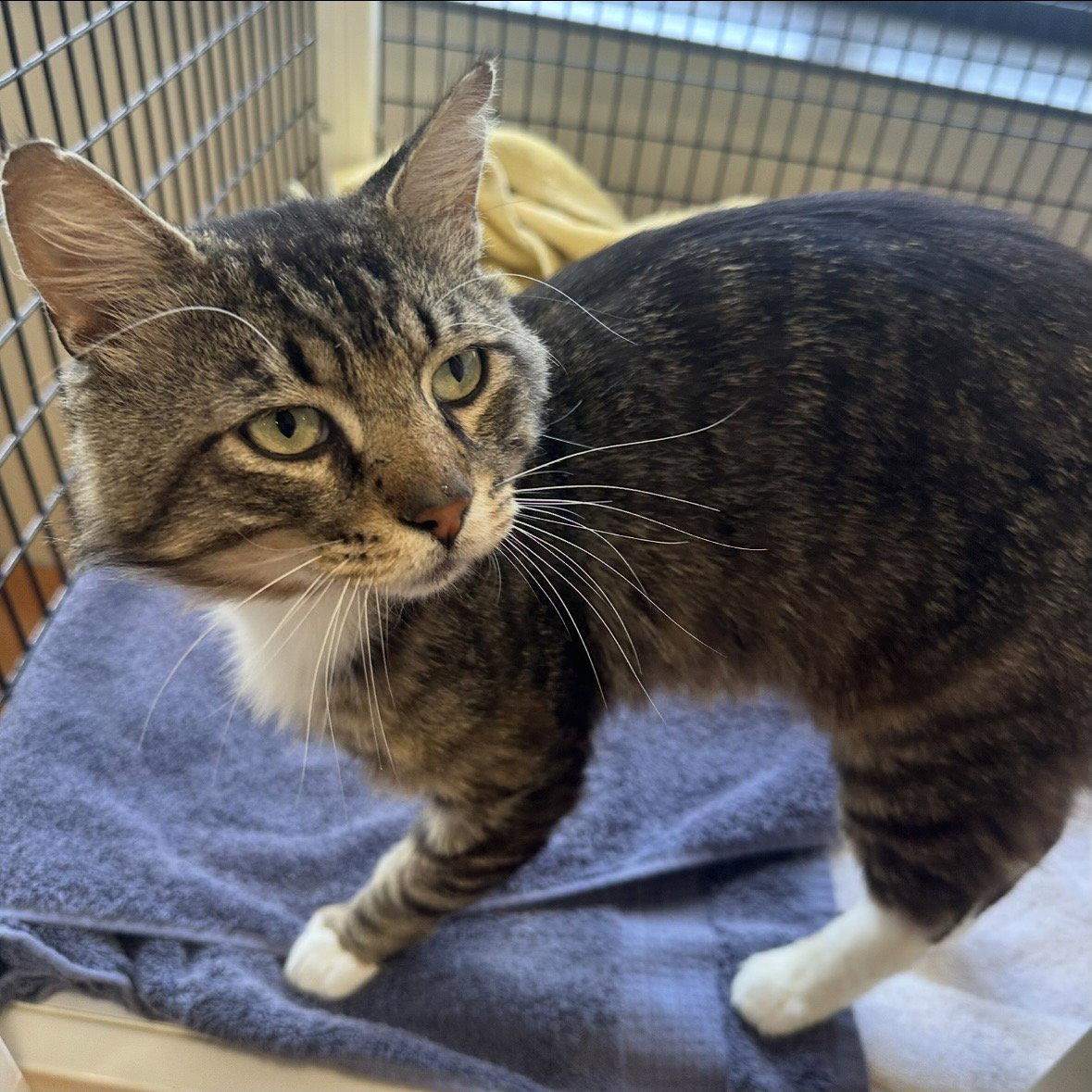 Elvis, Adoptable, Adult Male Domestic Short Hair.