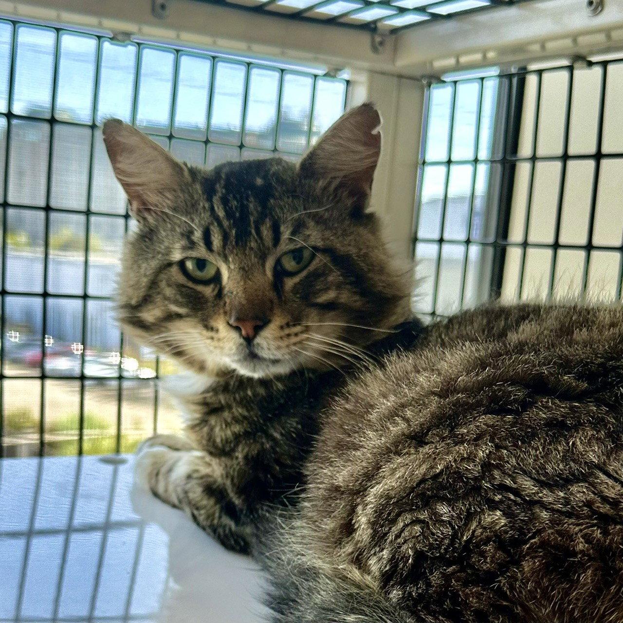 Enlarge Elvis, a Adoptable Domestic Short Hair in Burlingame, CA image 2/3