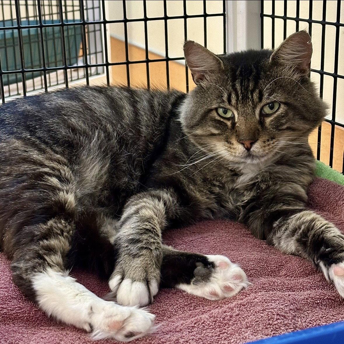 Enlarge Elvis, a Adoptable Domestic Short Hair in Burlingame, CA image 3/3