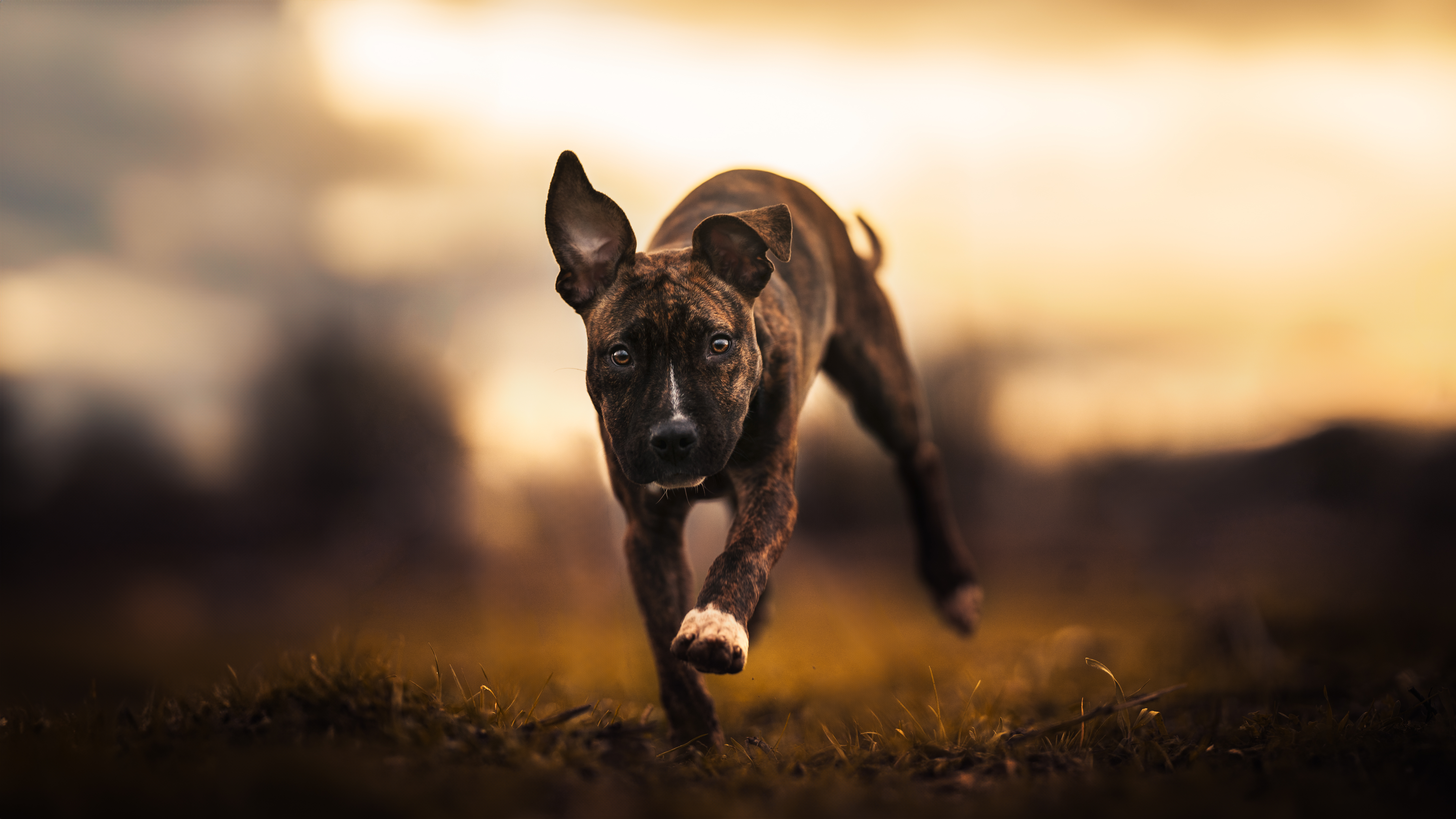 Stevie, a Adoptable mixed breed in Port Angeles, WA image 1/4