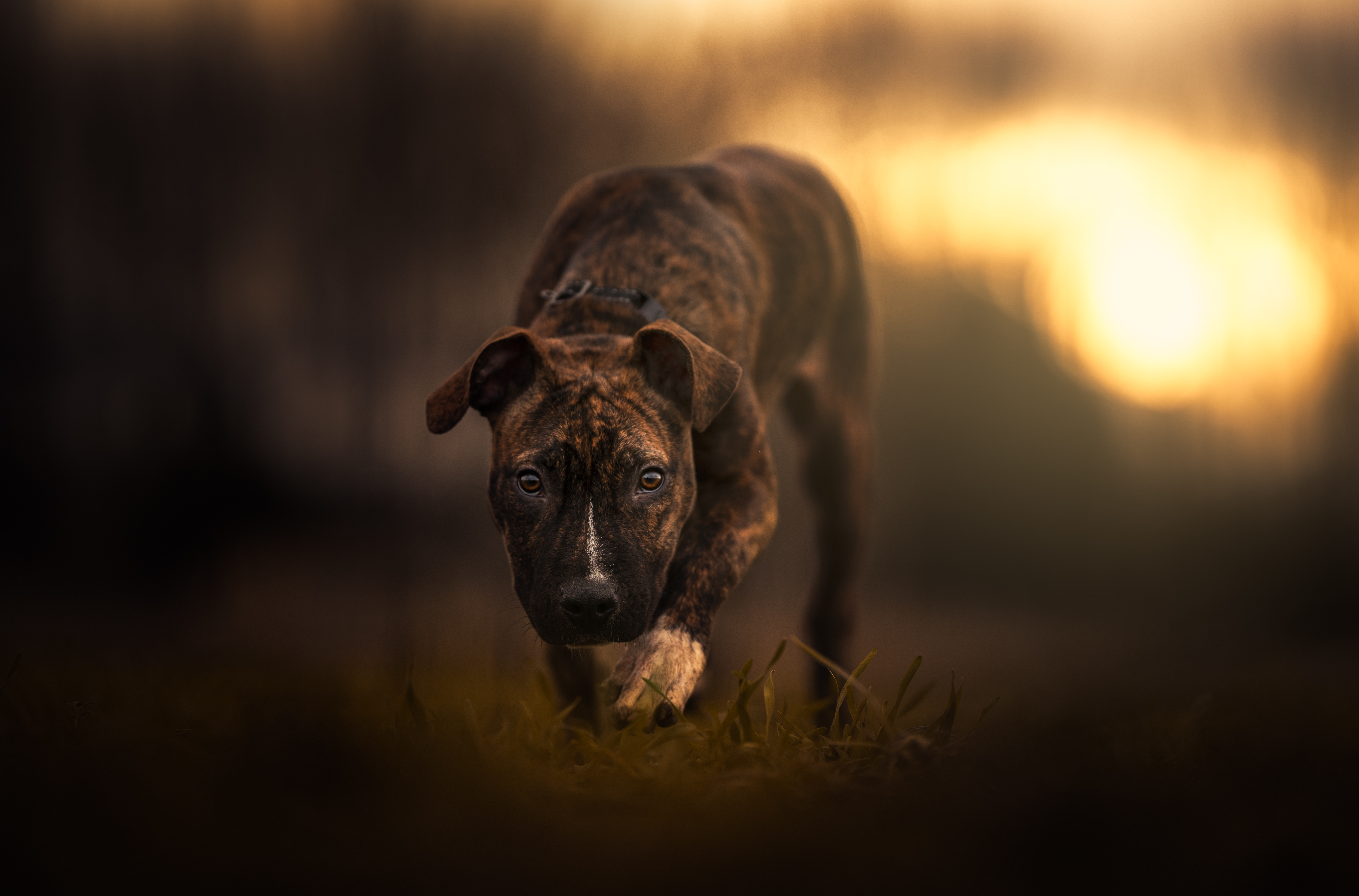 Stevie, a Adoptable mixed breed in Port Angeles, WA image 2/4