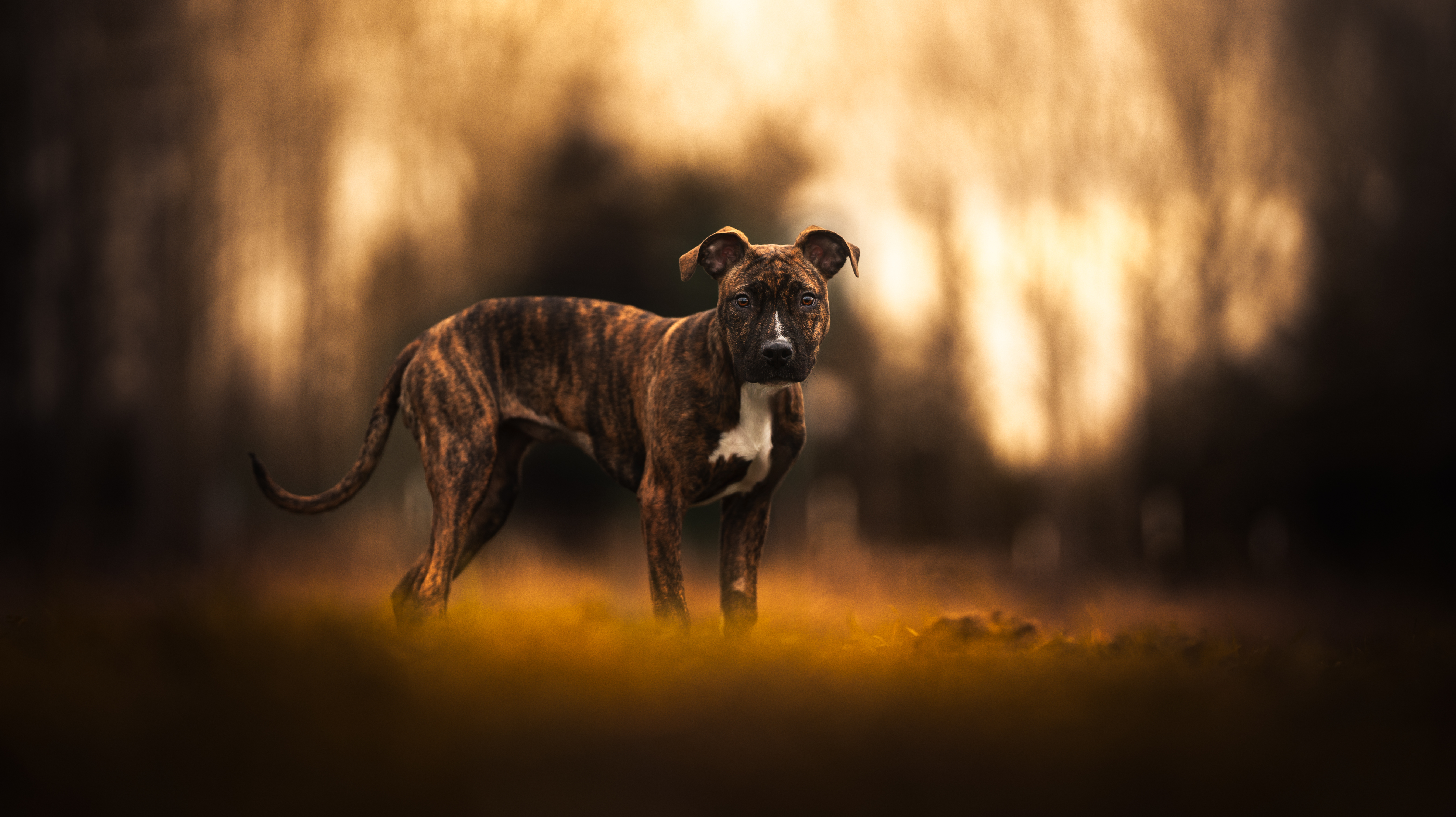 Stevie, Young Female Pit Bull Terrier