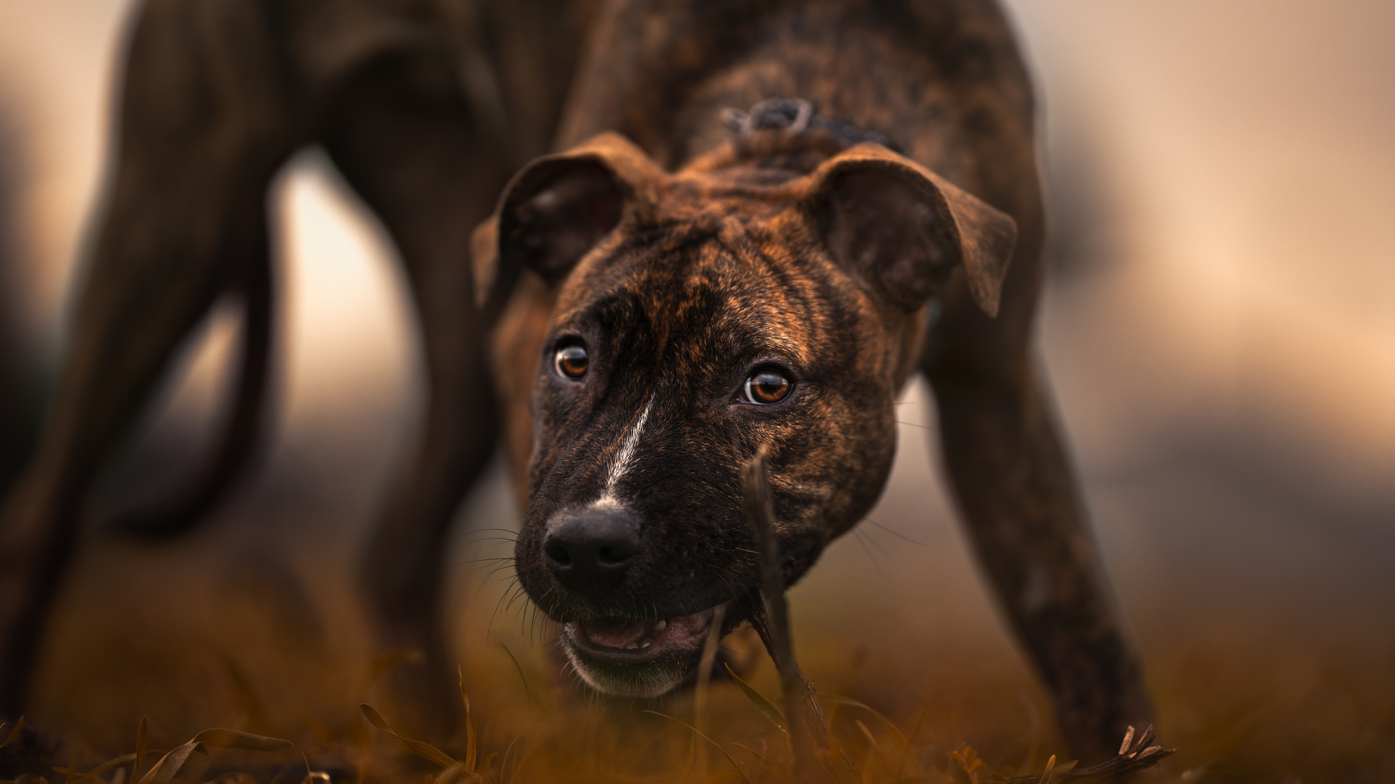 Stevie, a Adoptable mixed breed in Port Angeles, WA image 4/4