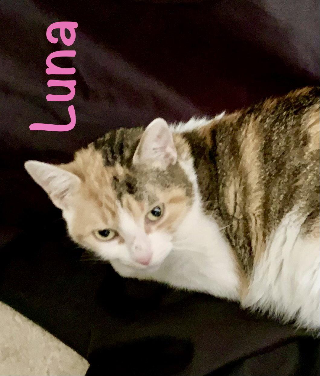Luna, Adoptable, Young Female Domestic Short Hair.
