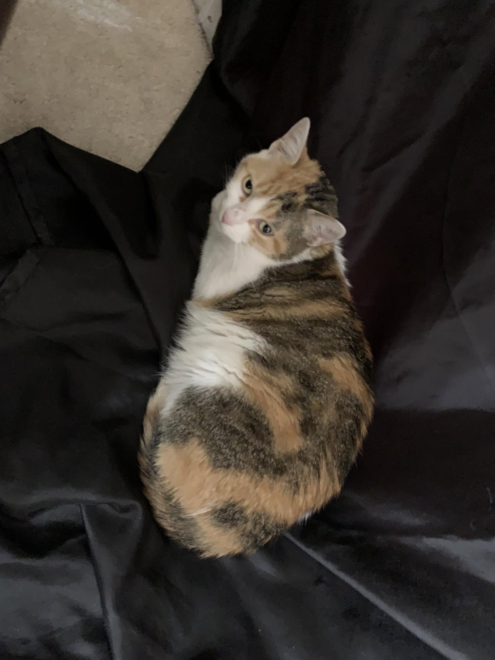 Luna, Adoptable, Young Female Domestic Short Hair.