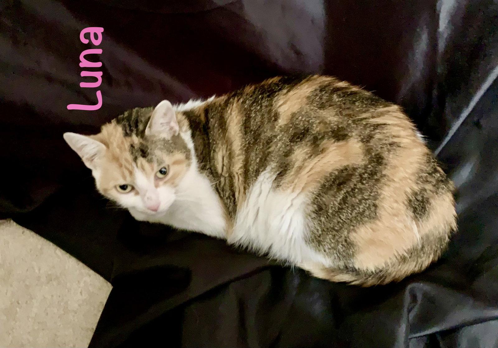 Enlarge Luna, a Adoptable Domestic Short Hair in Reston, VA image 2/3