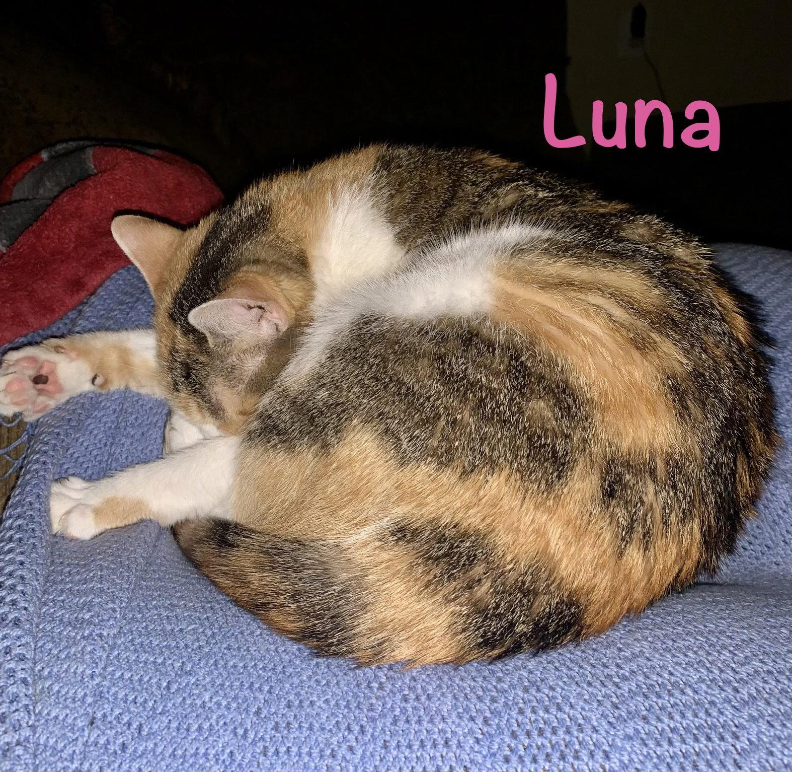 Enlarge Luna, a Adoptable Domestic Short Hair in Reston, VA image 3/3