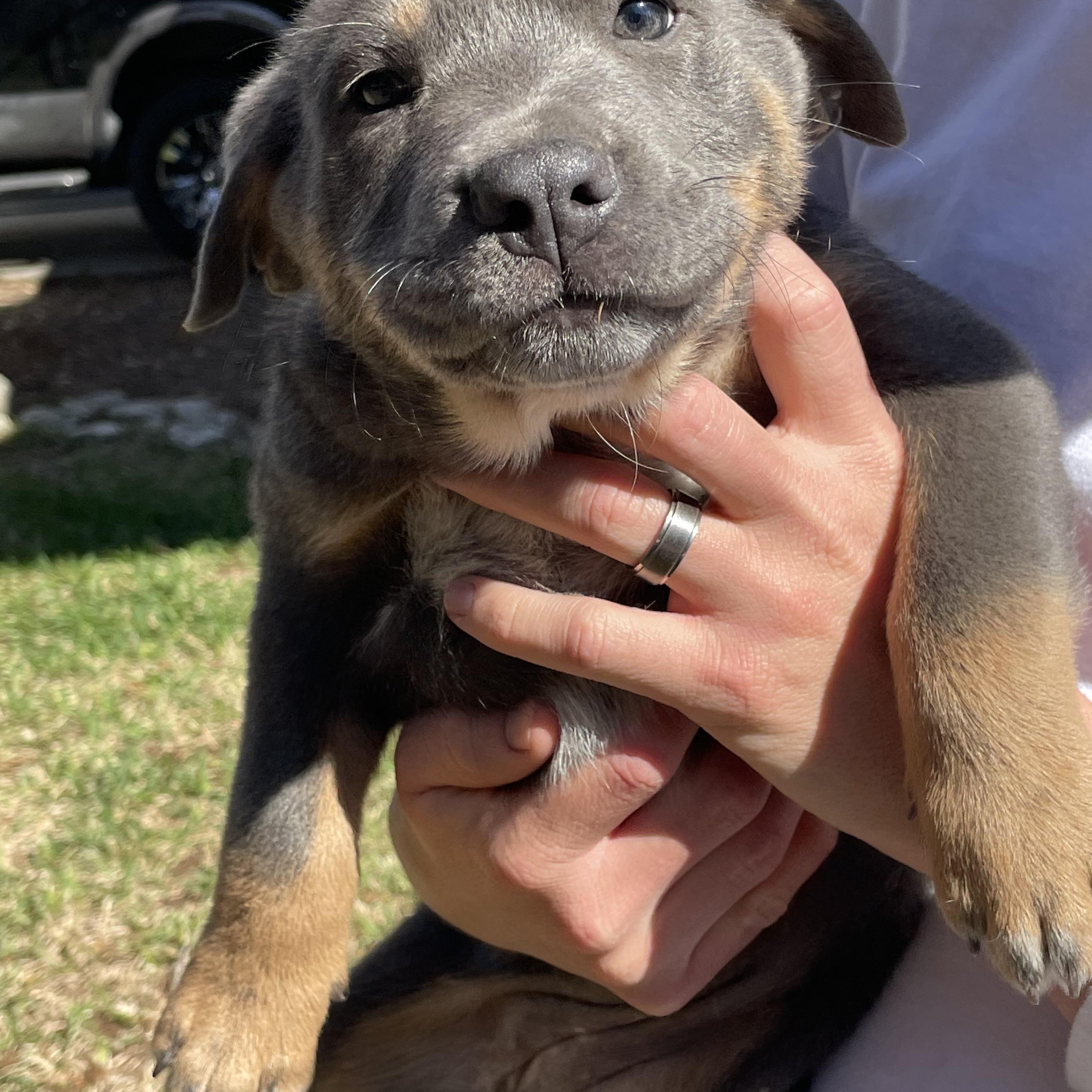 Myrtle, a Adoptable mixed breed in Orlando, FL image 2/5