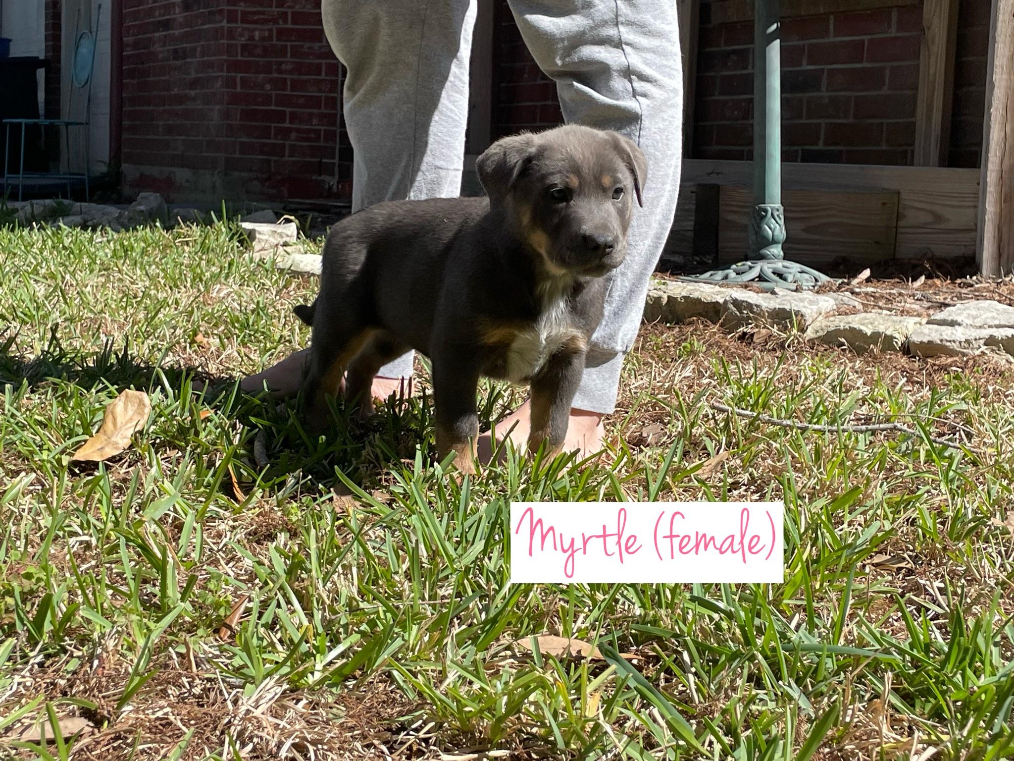 Myrtle, a Adoptable mixed breed in Orlando, FL image 4/5