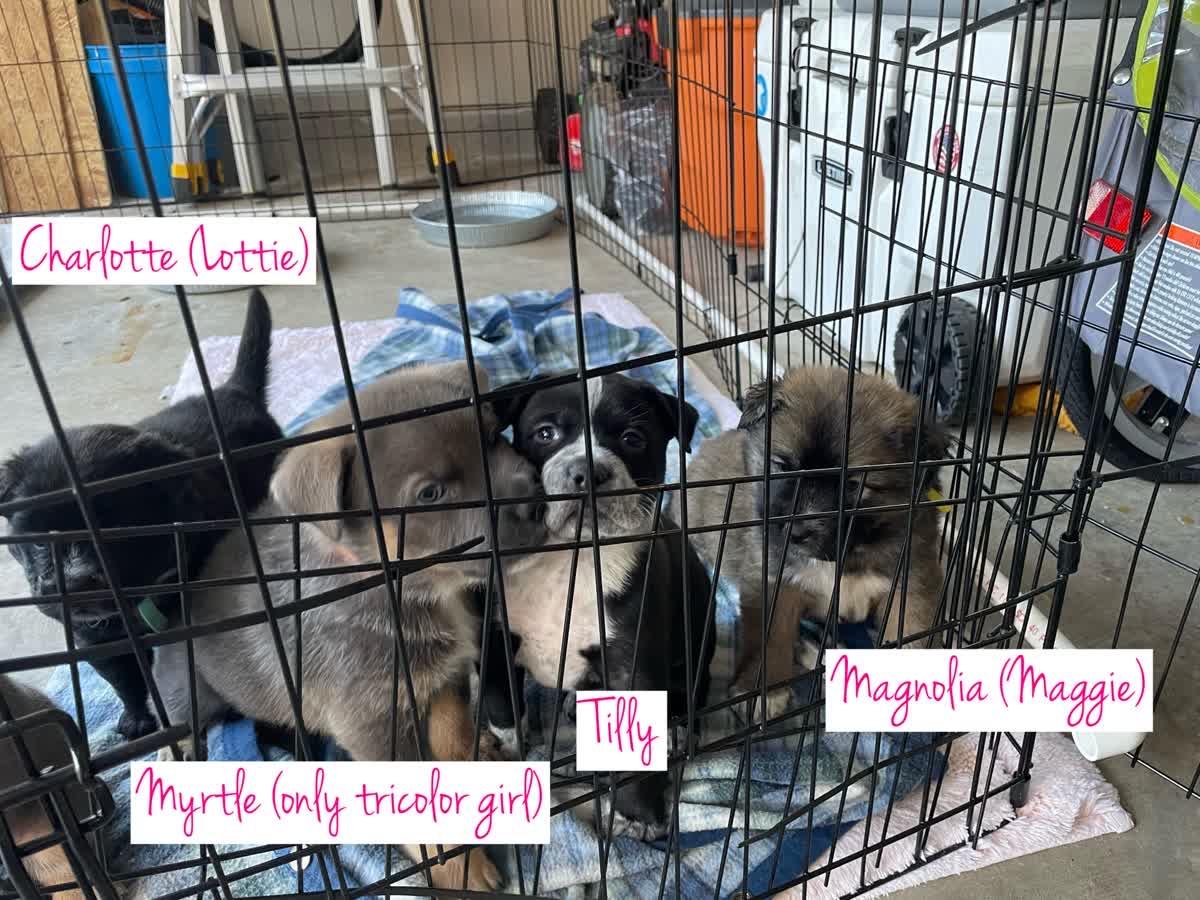 Myrtle, a Adoptable mixed breed in Orlando, FL image 5/5