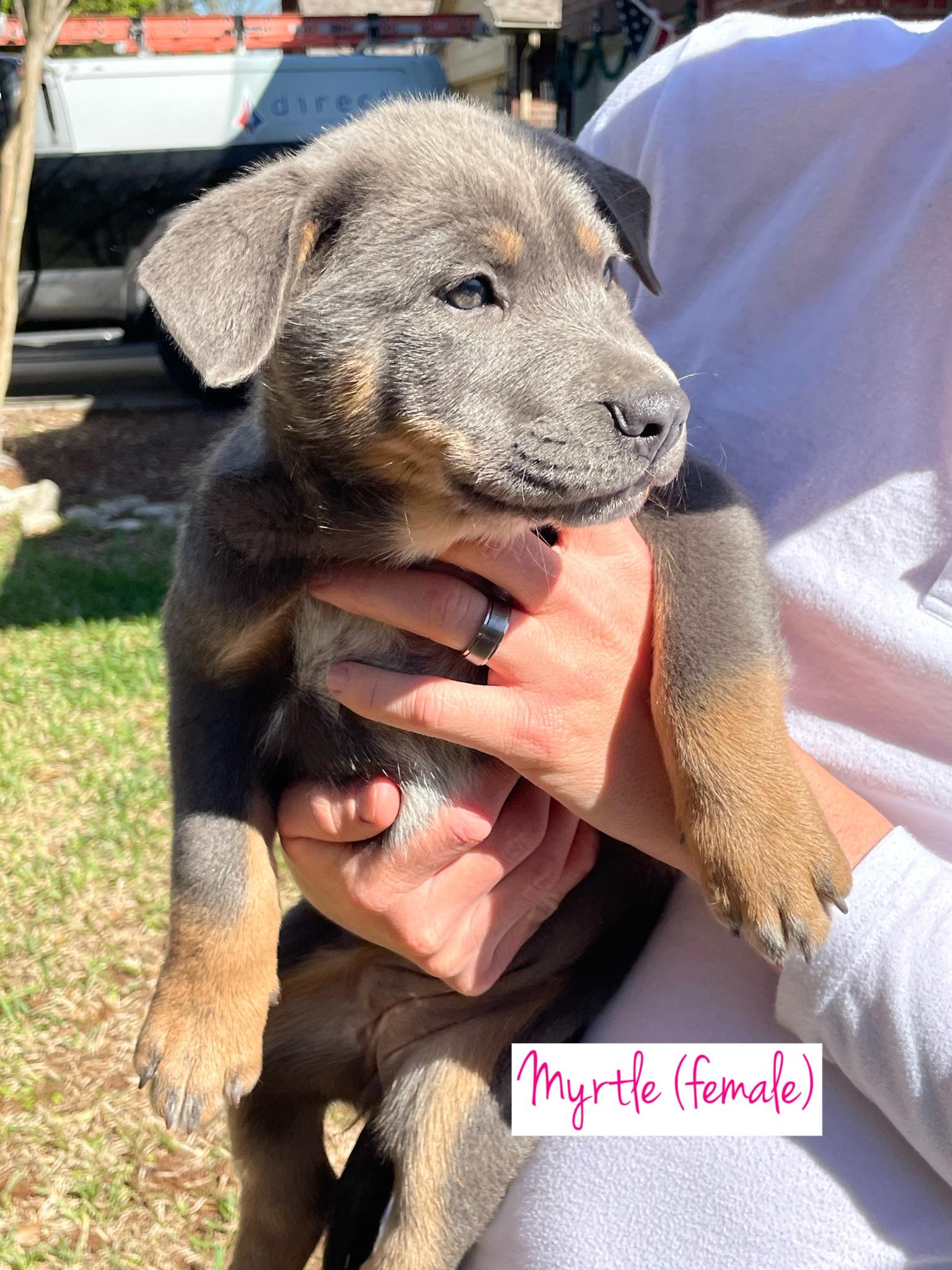 Myrtle, Adoptable, Puppy Female Shar-Pei & Husky.