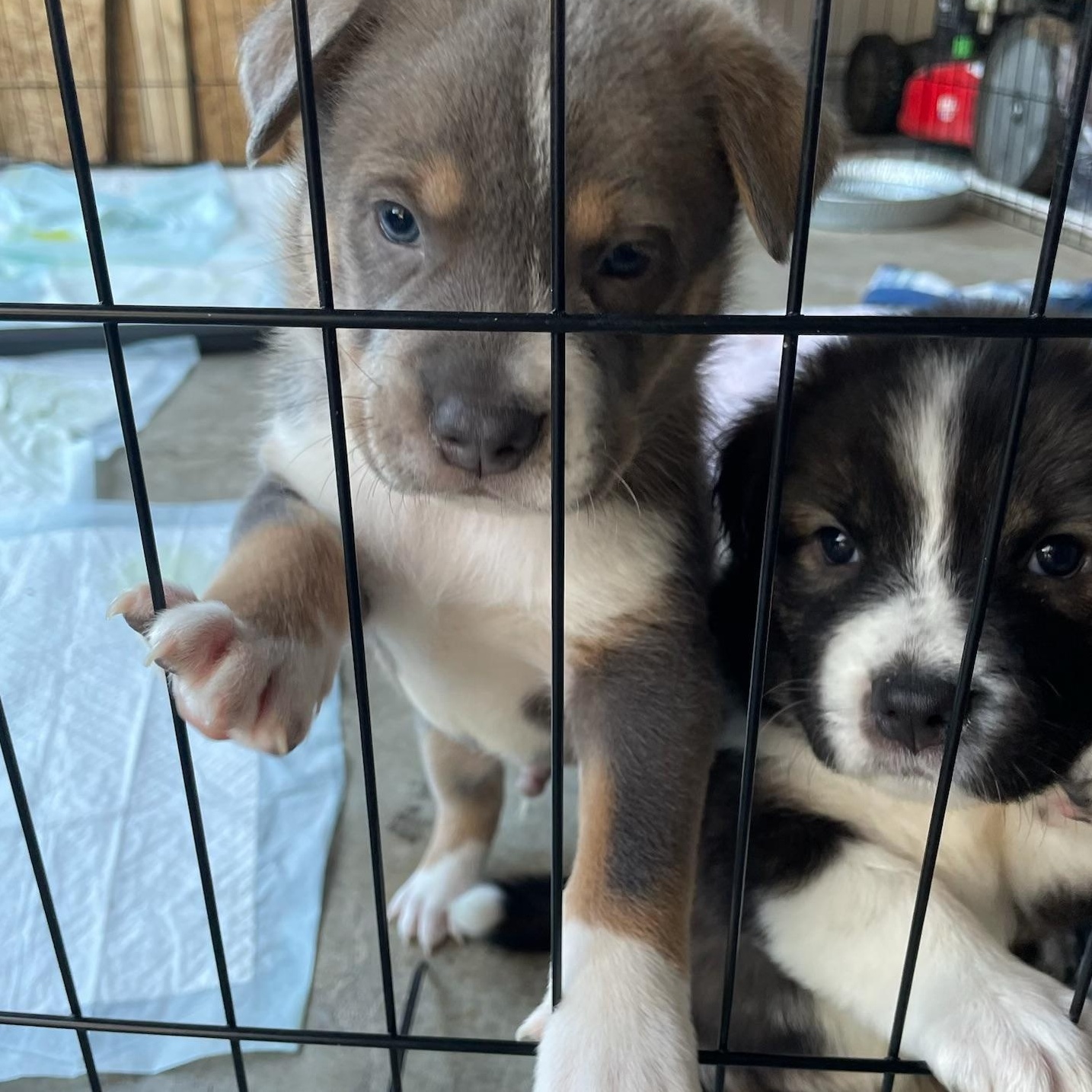 Myrtle, a Adoptable mixed breed in Orlando, FL image 3/5