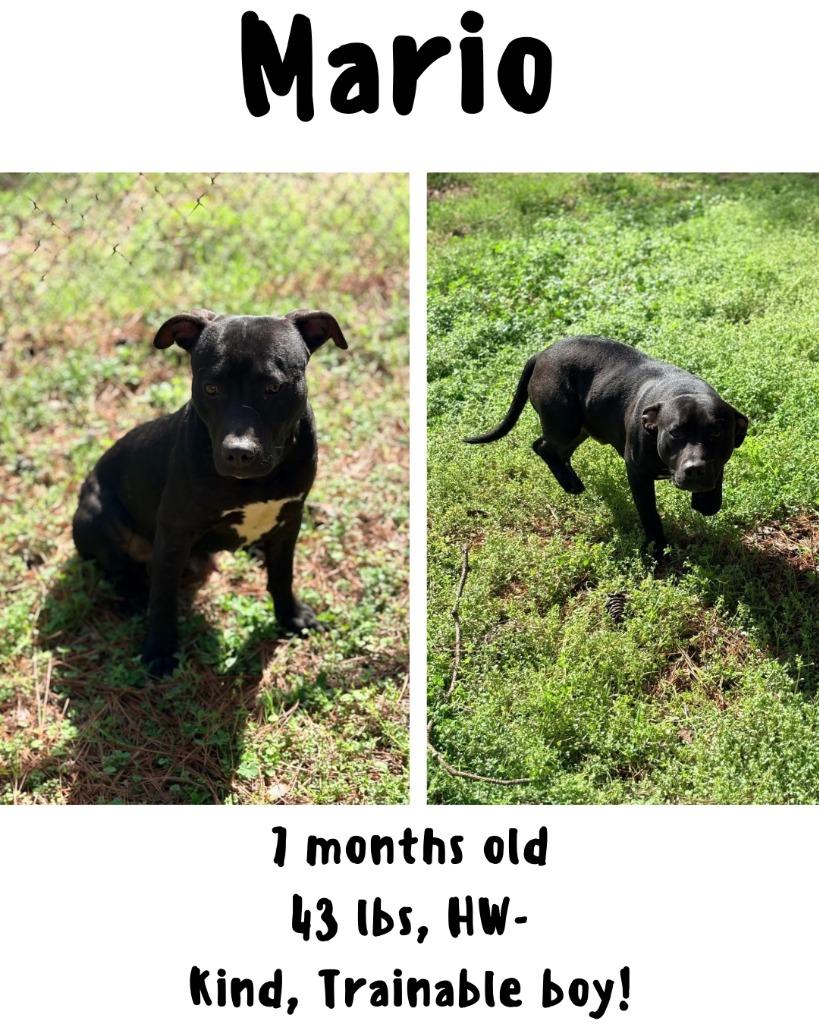 Mario (Mario Litter), a Adoptable mixed breed in Albany, GA image 1/6