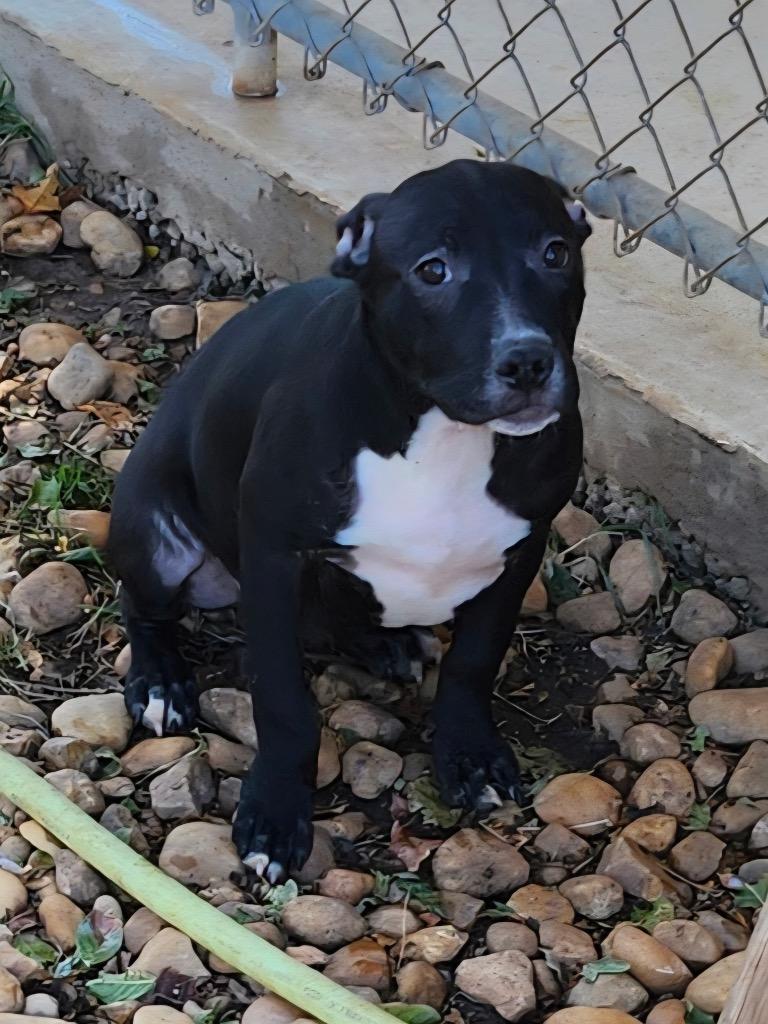 Mario (Mario Litter), a Adoptable mixed breed in Albany, GA image 2/6