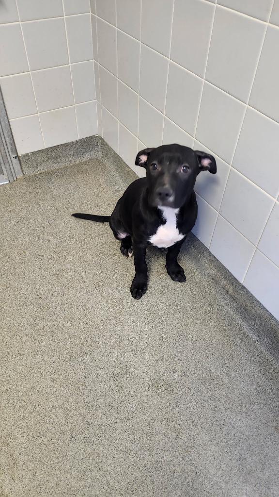 Mario (Mario Litter), a Adoptable mixed breed in Albany, GA image 3/6