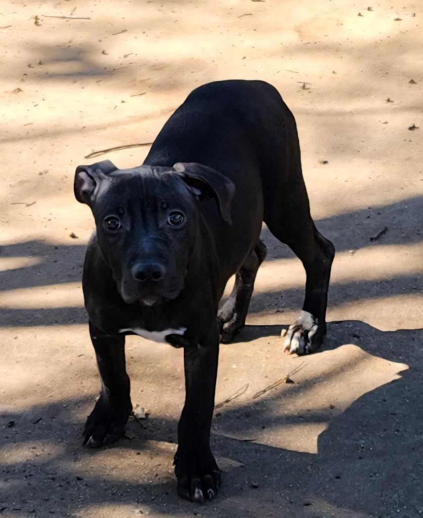 Mario (Mario Litter), a Adoptable mixed breed in Albany, GA image 4/6
