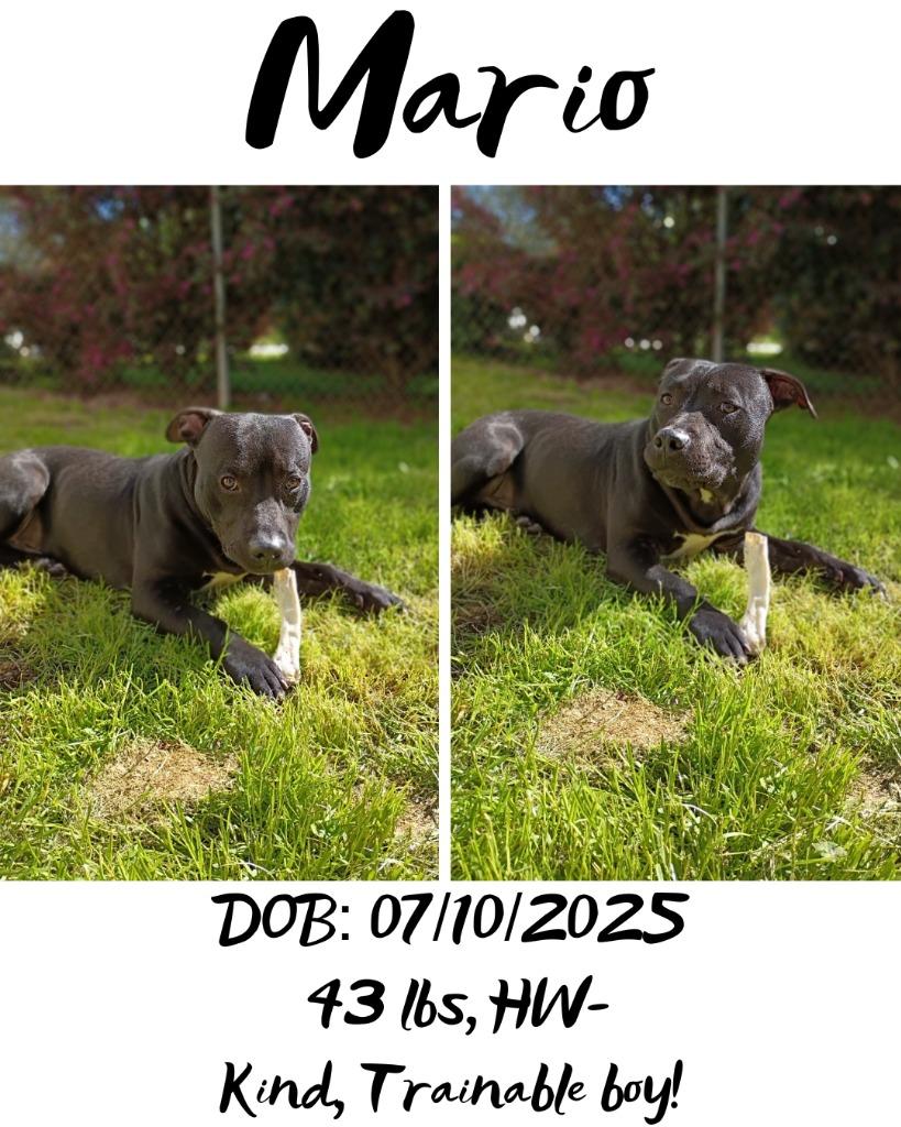 Mario (Mario Litter), a Adoptable mixed breed in Albany, GA image 5/6
