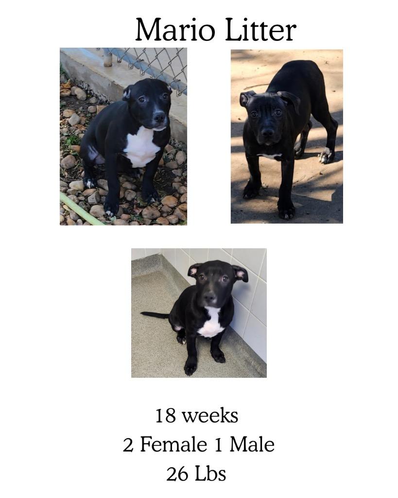 Mario (Mario Litter), a Adoptable mixed breed in Albany, GA image 6/6