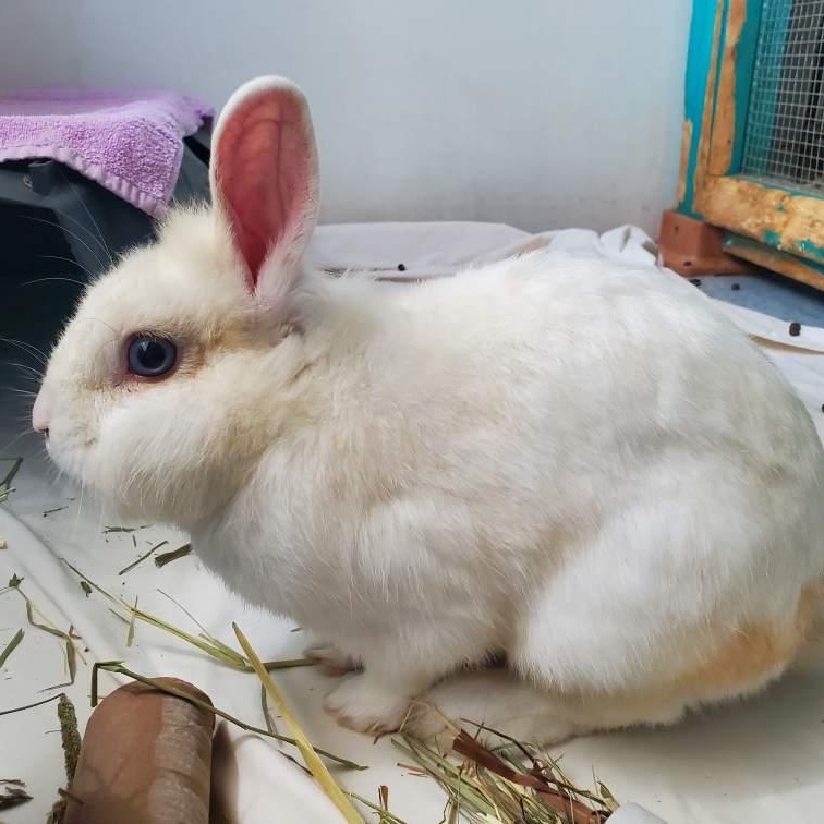 Snowball, Young Male unknown