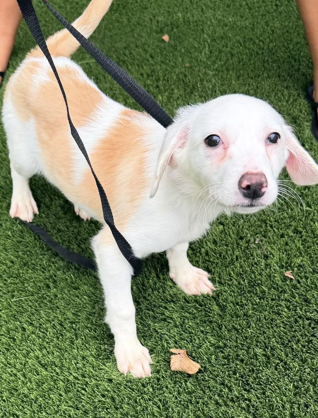 Bean, Adoptable, Puppy Female Border Collie.