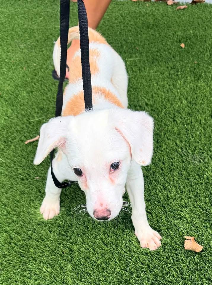 Enlarge Bean, a Adoptable mixed breed in Ballwin, MO image 2/2