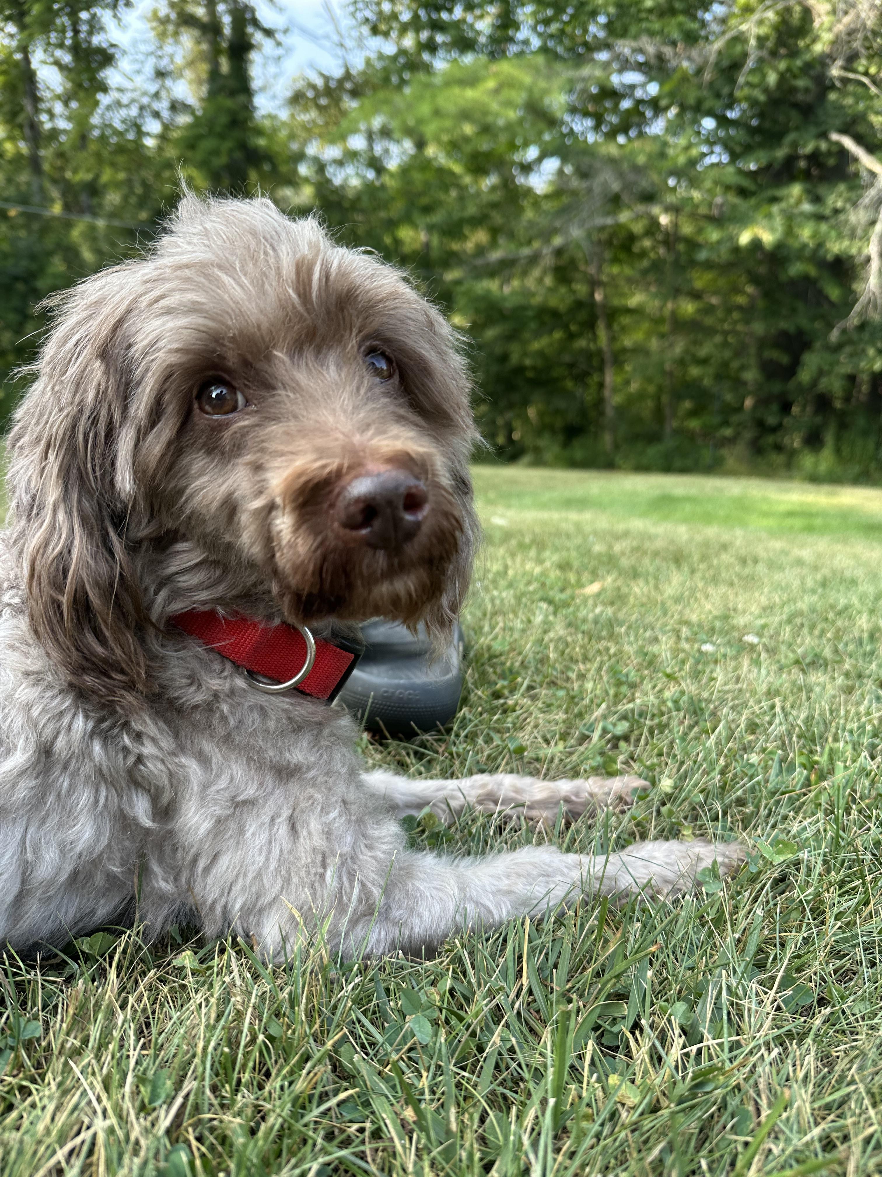 Sam, Adoptable, Adult Male Poodle.