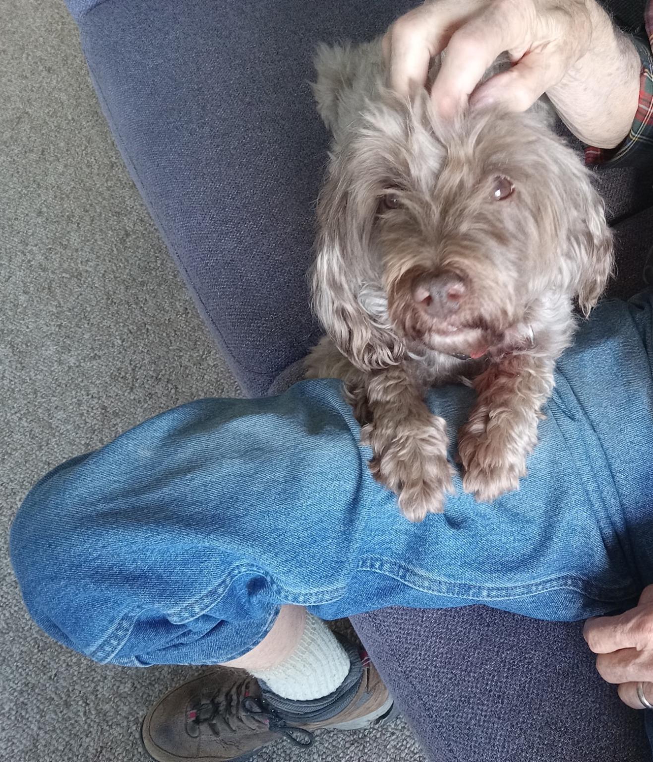 Sam, a Adoptable Poodle in South Strafford, VT image 2/4